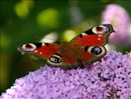Schmetterling u. co34